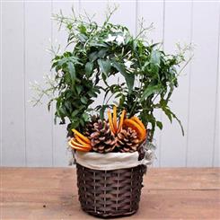 Jasmine arrangement 
