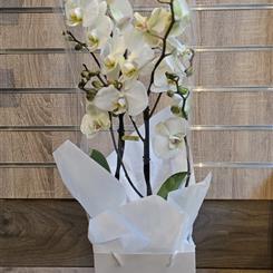 Phalaenopsis Maestro 