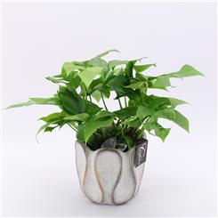 Monstera plant arrangement 