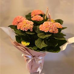 Hydrangea plant pink