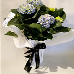 Blue Hydrangea 
