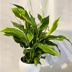 Peace Lilly (spathiphyllum)