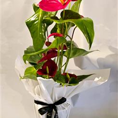 Anthurium plant red 