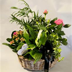 Mothers Day Plants arrangement 