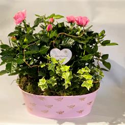 Rose planter