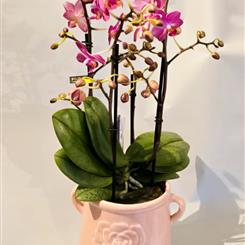 Scented Phalaenopsis 