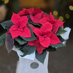 Christmas Poinsettia Plant