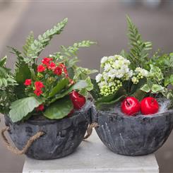 Holiday Kalanchoe &amp; Fern Planter