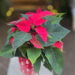 Classic Poinsettia in Decorative Pot