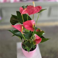 PINK ANTHURIUM