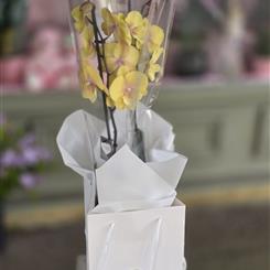Yellow Phalaenopsis 