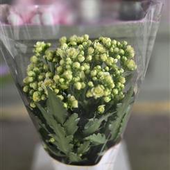 Cream Kalanchoe 
