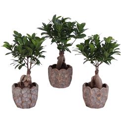 Ficus Ginseng bonsai 