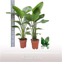 Bird of Paradise Plant (Strelitzia Nicolai)