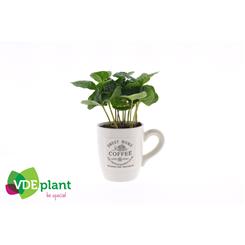 Coffee Plant in Ceramic Mug