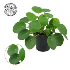 Chinese Money Plant (Pilea Peperomioides)