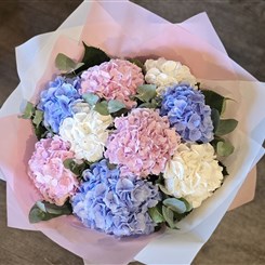 Hydrangea Love 